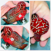 Blood Red Kamfa Flowerhorn - 68